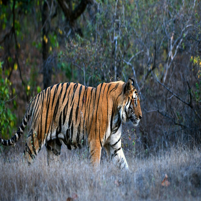 Kanha Tiger Reserve Package Tour